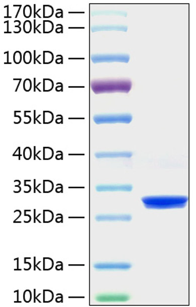 Recombinant Human PRDX4 Protein (RPCB1920)