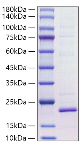 Recombinant Mouse IL-18 Protein (RPCB1922)