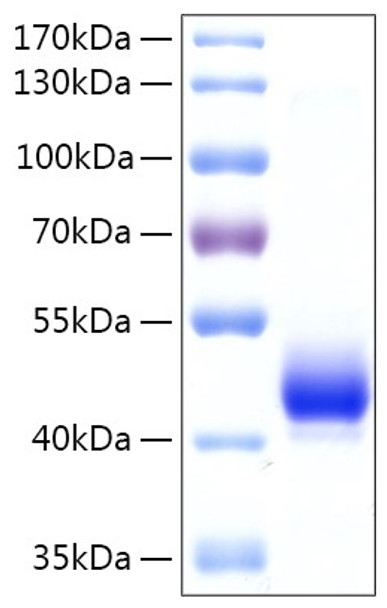 Recombinant Human EBP1 Protein (RPCB1942)