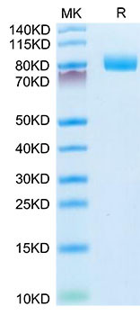 Recombinant Mouse MME/CD10 Protein (RPCB1974)