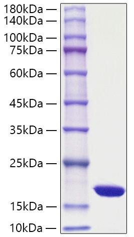 Recombinant Yeast sumo Protein (RPCB2004)