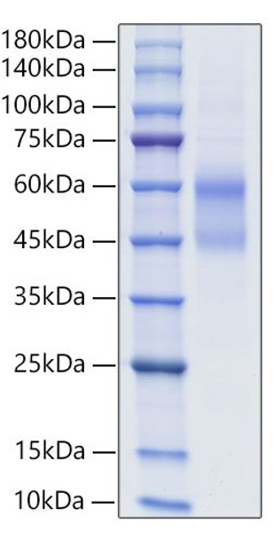 Recombinant Human IgD  Protein (RPCB2063)