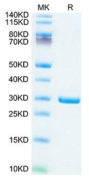 Recombinant SARS-COV-2 NSP7&NSP8 Protein (RPCB2093)