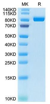 Recombinant Cynomolgus FAP Protein (RPCB2103)
