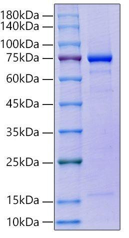 Recombinant Human GAS-6 Protein (RPCB2124)