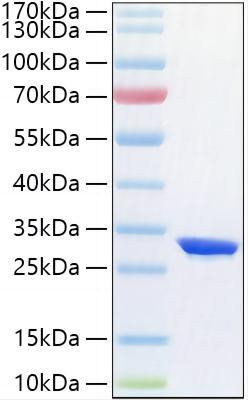 Recombinant Human HIF-1 alpha Protein (RPCB2133)