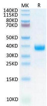 Recombinant Cynomolgus NKp46/NCR1/CD335 Protein (RPCB2171)