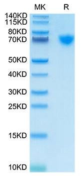 Recombinant Cynomolgus Guanylyl cyclase C/GUCY2C Protein (RPCB2172)