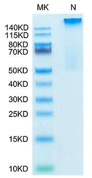 Recombinant Human HLA-G Complex Tetramer Protein (RPCB2176)