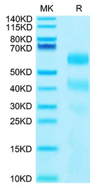 Recombinant Human KIR3DL2/CD158k Protein (RPCB2179)