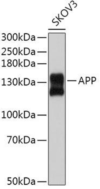 Anti-APP Antibody (CAB3161)