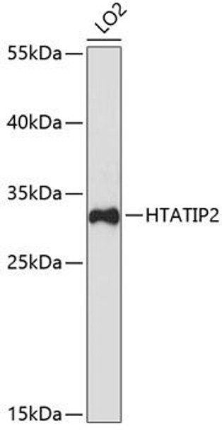 Anti-HTATIP2 Antibody (CAB5816)