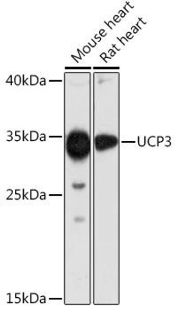 Anti-UCP3 Antibody (CAB16996)