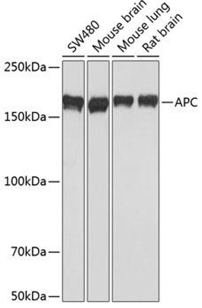 Anti-APC Antibody (CAB17912)
