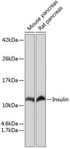 Anti-Insulin Antibody (CAB19066)