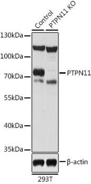 Anti-PTPN11 Antibody (CAB12486)[KO Validated]