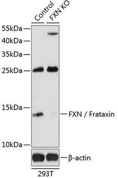 Anti-FXN / Frataxin Antibody (CAB16688)[KO Validated]