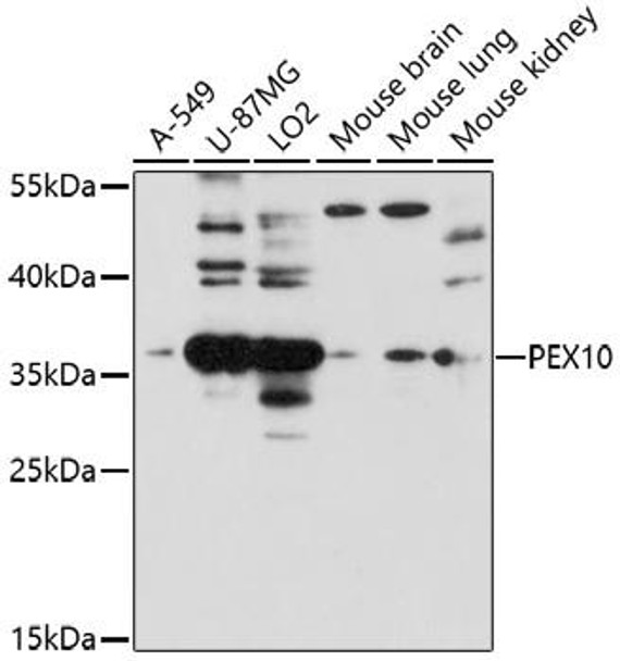 Anti-PEX10 Antibody (CAB16949)