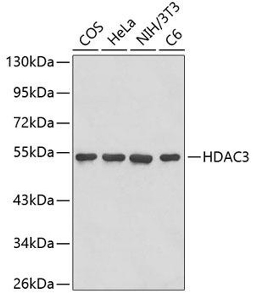 Anti-HDAC3 Mouse Monoclonal Antibody (CAB2603)