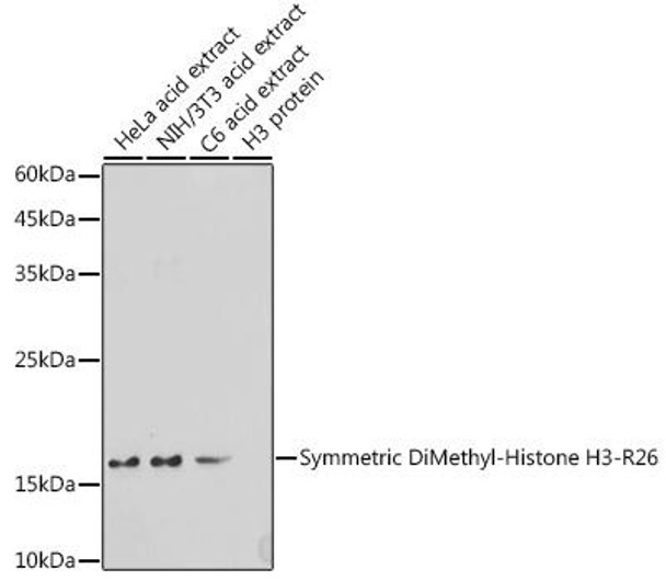 Anti-Symmetric DiMethyl-Histone H3-R26 Antibody (CAB3153)