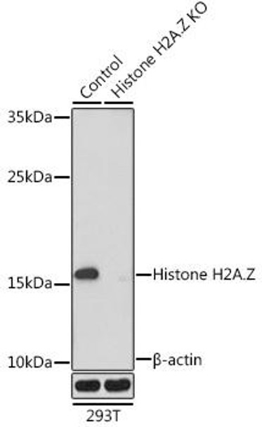 Anti-Histone H2A.Z Antibody (CAB6614)[KO Validated]