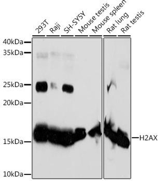 Anti-H2AX Antibody (CAB11412)
