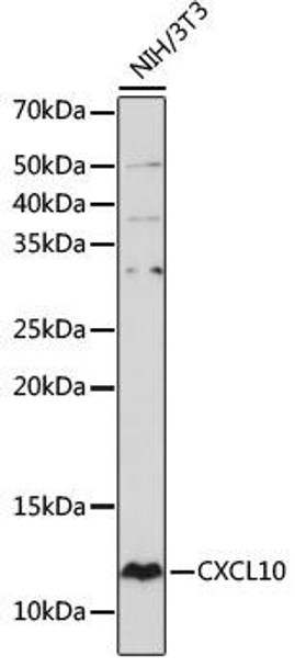 Anti-CXCL10 Antibody (CAB19138)