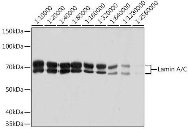 Anti-Lamin A/C Antibody [KO Validated] (CAB19524)