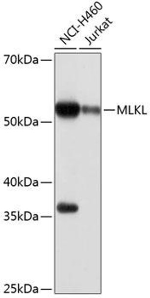 Anti-MLKL Antibody [KO Validated] (CAB19685)