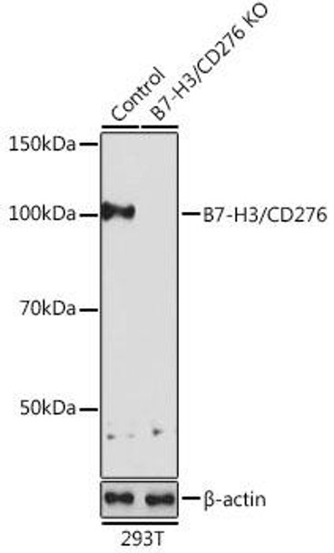 Anti-B7-H3/CD276 Antibody (CAB19988)[KO Validated]