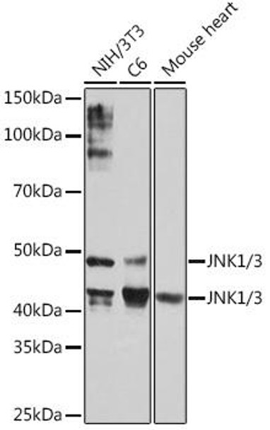Anti-JNK1/3 Antibody (CAB5051)