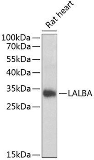 Anti-LALBA Antibody (CAB6233)