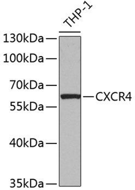 Anti-CXCR4 Antibody (CAB12534)