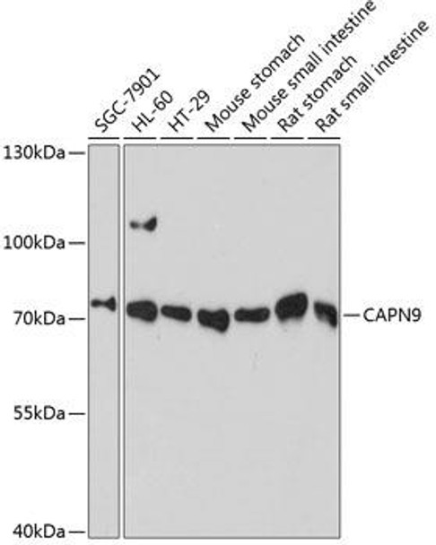 Anti-CAPN9 Antibody (CAB13782)