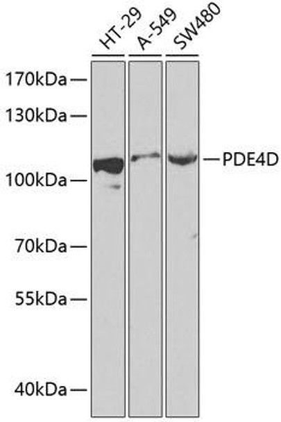 Anti-PDE4D Antibody (CAB13937)