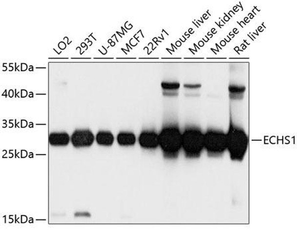 Anti-ECHS1 Antibody (CAB3845)