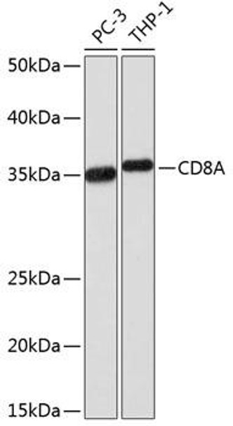 Anti-CD8A Antibody (CAB0663)