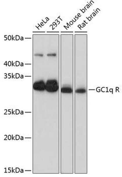 Anti-GC1q R Antibody (CAB11292)