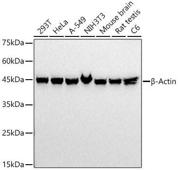 Western blot analysis of various lysates, using β-Actin Mouse mAb (CABC004) at 1:20000 dilution. Secondary antibody: HRP-conjugated Goat anti-Mouse IgG (H+L) (CABS003) at 1:10000 dilution. Lysates/proteins: 25μg per lane. Blocking buffer: 3% nonfat dry milk in TBST. Detection: ECL Basic Kit (AbGn00020). Exposure time: 1s.