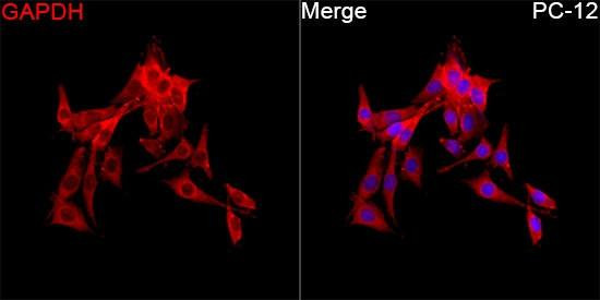 Immunofluorescence analysis of PC-12 cells using GAPDH Mouse mAb (CABC002) at a dilution of 1:100 (40x lens). Secondary antibody: Cy3-conjugated Goat anti-Rabbit IgG (H+L)(CABS007) at 1:500 dilution. Blue: DAPI for nuclear staining.