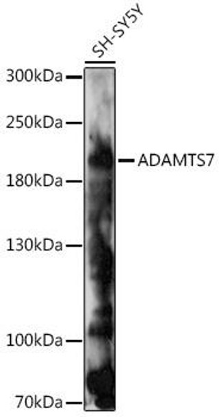 Anti-ADAMTS7 Antibody (CAB17093)