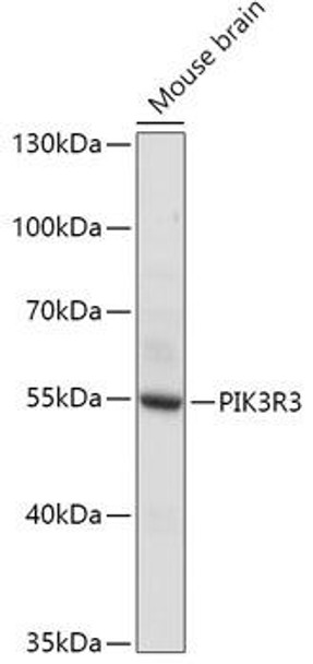 Anti-PIK3R3 Antibody (CAB17112)
