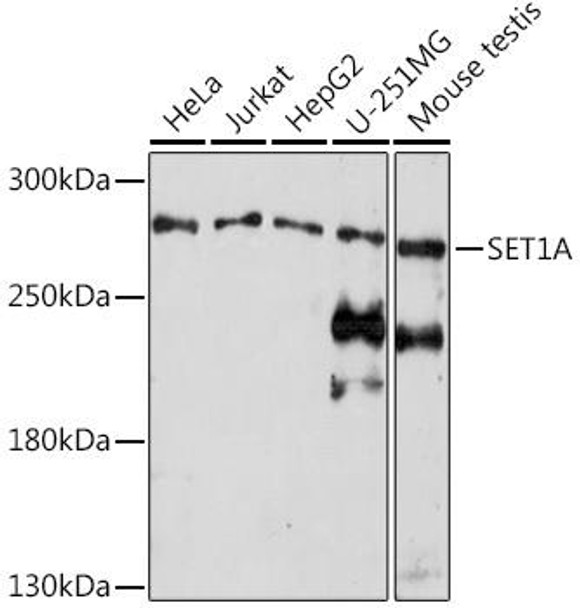 Anti-SET1A Antibody (CAB18231)