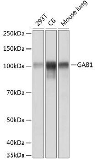 Anti-GAB1 Antibody (CAB19054)