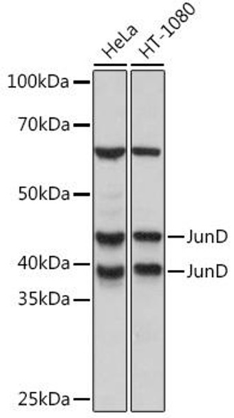 Anti-JunD Antibody (CAB5433)