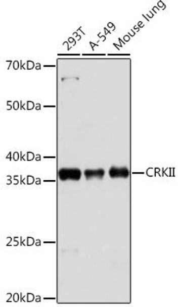 Anti-CRKII Antibody (CAB9577)