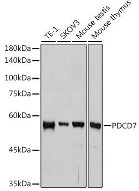 Anti-PDCD7 Antibody (CAB1510)