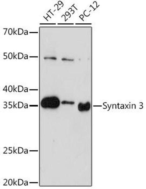 Anti-Syntaxin 3 Antibody (CAB3712)