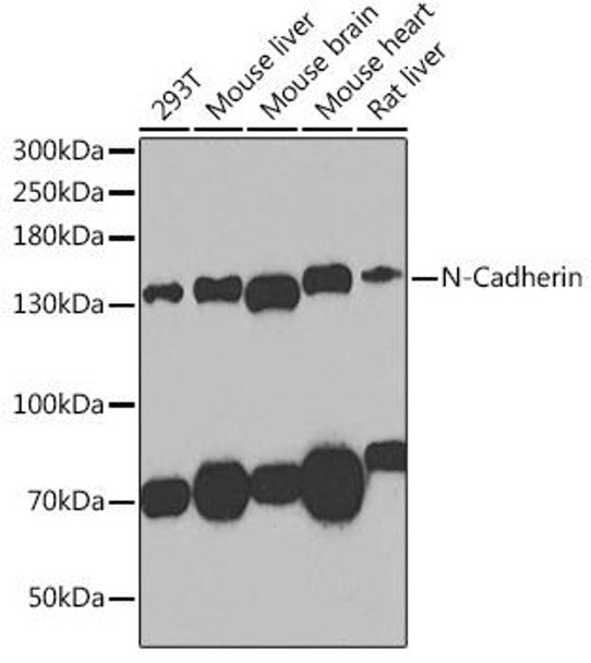 Anti-N-Cadherin Antibody (CAB0433)