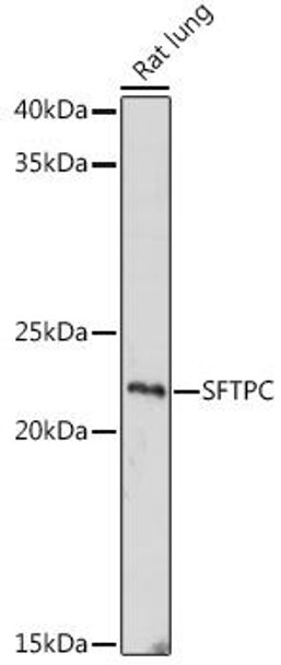Anti-SFTPC Antibody (CAB11764)